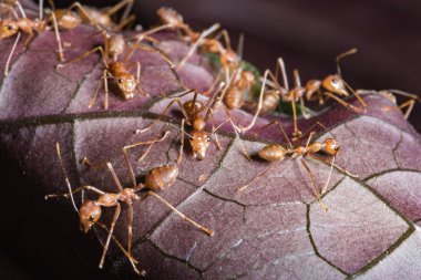 Kırmızı karınca açık havada