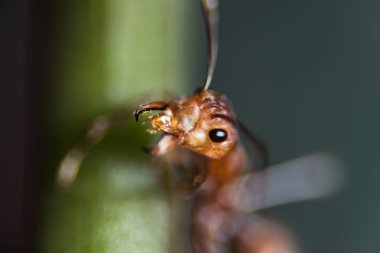 Kırmızı karınca açık havada