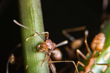 Kırmızı karınca açık havada