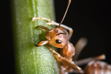 Kırmızı karınca açık havada