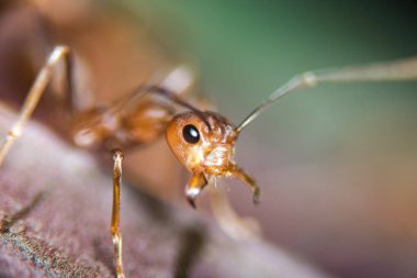 Kırmızı karınca açık havada