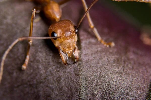 Kırmızı karınca açık havada
