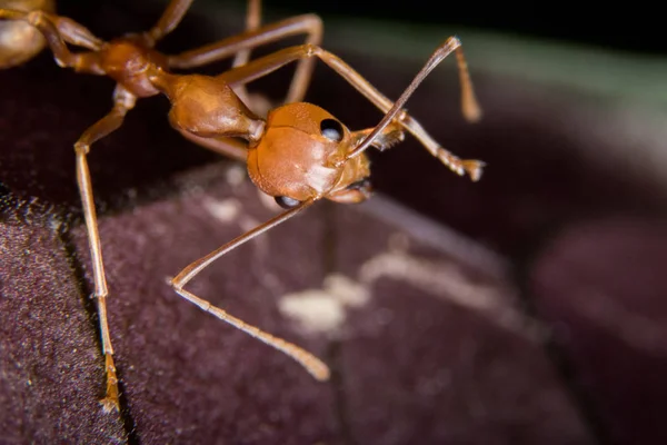 Kırmızı karınca açık havada