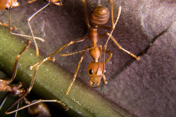 Kırmızı karınca açık havada