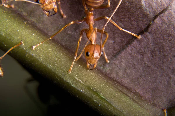 Kırmızı karınca açık havada