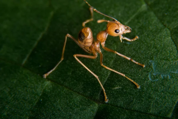Kırmızı karınca açık havada