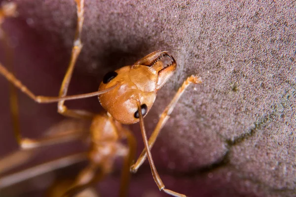 Kırmızı karınca açık havada