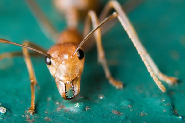 Red ant outdoors — Stock Photo, Image