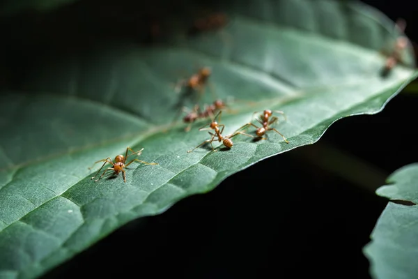 Formiga vermelha ao ar livre — Fotografia de Stock