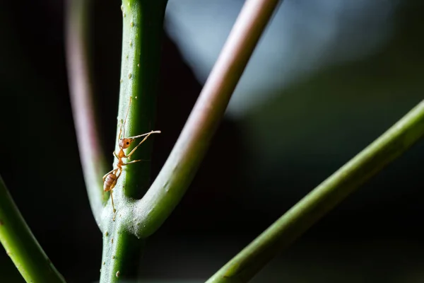 红蚂蚁户外 — 图库照片