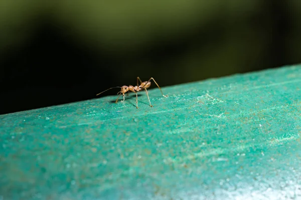 Kırmızı karınca açık havada