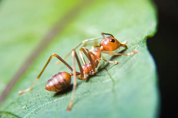 Red ant outdoors — Stock Photo, Image