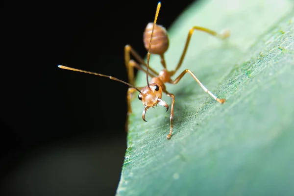 Красный муравей на улице — стоковое фото