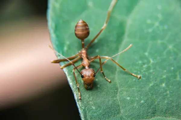 Red ant outdoors — Stock Photo, Image