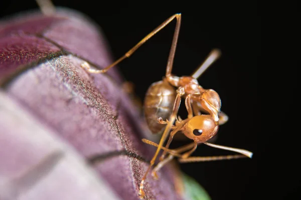 Hormiga roja al aire libre — Foto de Stock