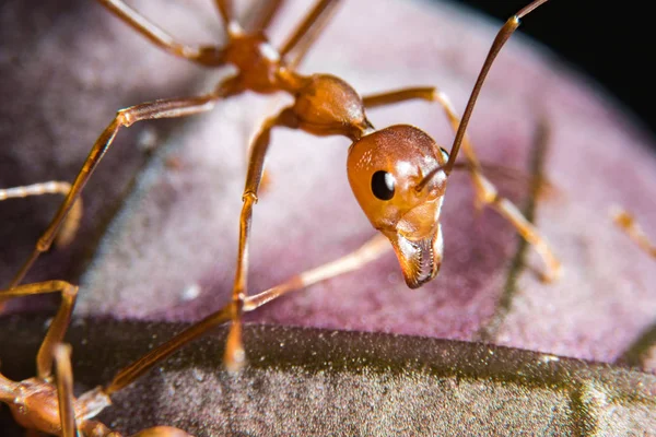Красный муравей на улице — стоковое фото