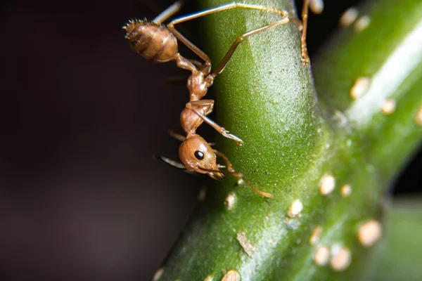Kırmızı karınca açık havada