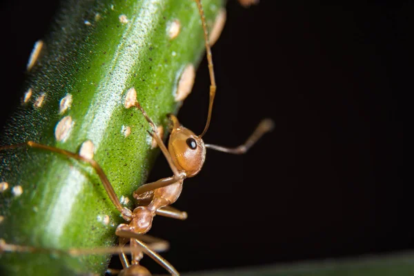 Kırmızı karınca açık havada