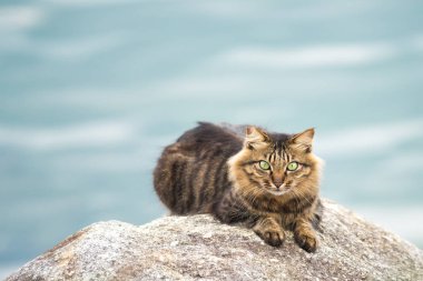 kedi portre yakın çekim