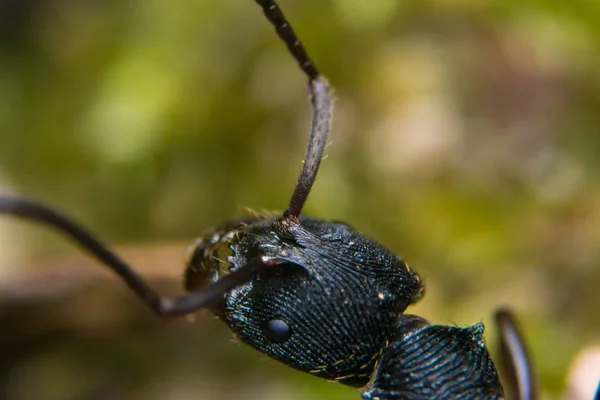 Μαύρο μυρμήγκι σε δασικές περιοχές — Φωτογραφία Αρχείου