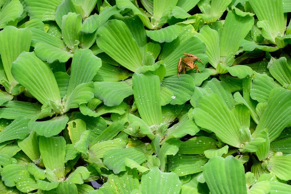 Sapo em folha verde no lago — Fotografia de Stock