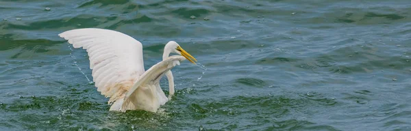 Pájaro grande: Gran garza — Foto de Stock