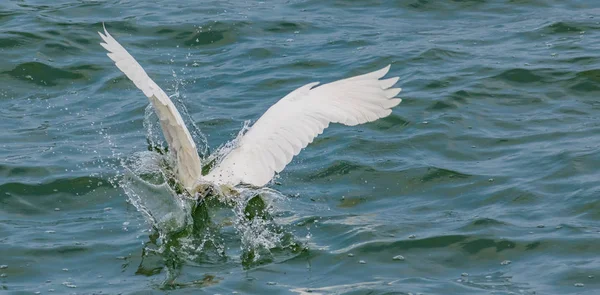 Big Bird: Great Egret