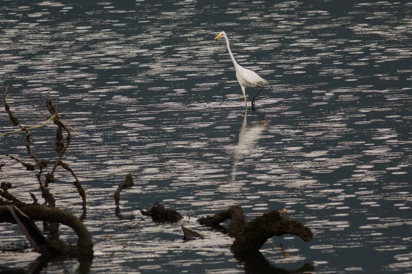 Pájaro grande: Gran garza —  Fotos de Stock