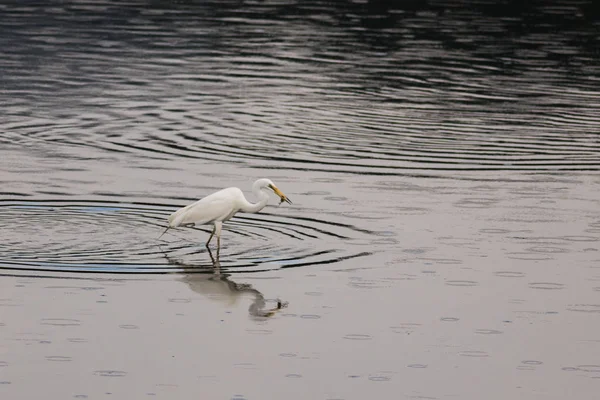 Big Bird: Great Egret