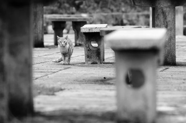 Retrato de gato de cerca — Foto de Stock