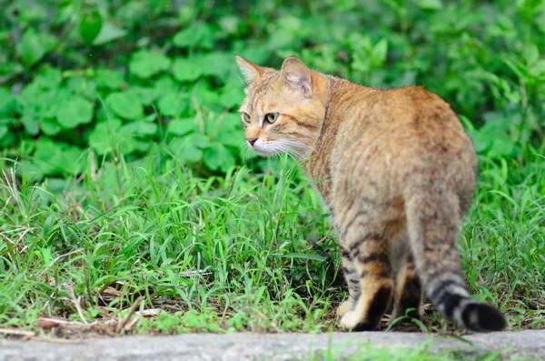 猫の肖像画をクローズ アップ — ストック写真