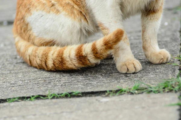Ritratto gatto da vicino — Foto Stock