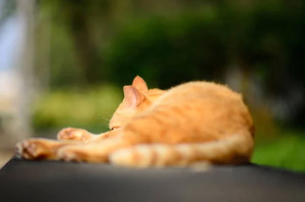 Retrato de gato de perto — Fotografia de Stock