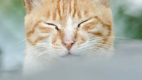 猫の肖像画をクローズ アップ — ストック写真