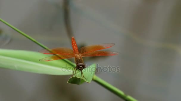 Dragonfly: Ασιατική Amberwing ανάπαυσης σε φύλλο — Αρχείο Βίντεο