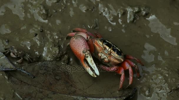 Czerwony krab na plaży błoto — Wideo stockowe