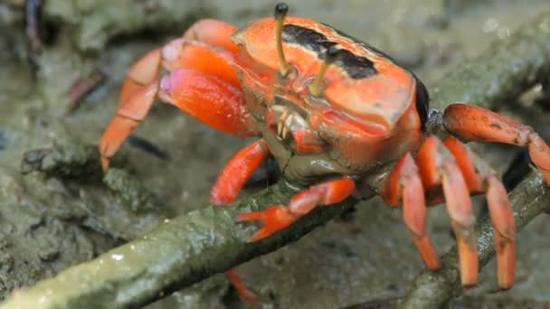 Röd krabba på mangroveskog — Stockvideo