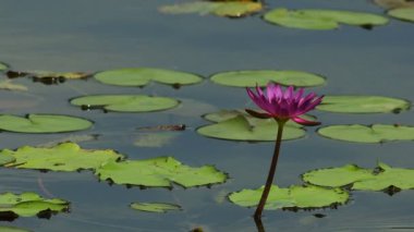 Göl kenarında mor Lotus