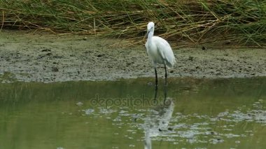 Küçük ak balıkçıl balıkçılık