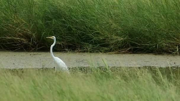 Grandi Egrets bianchi sul campo — Video Stock