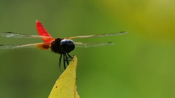Dragonfly: Common Red Skimmer on leaf — Stock Video