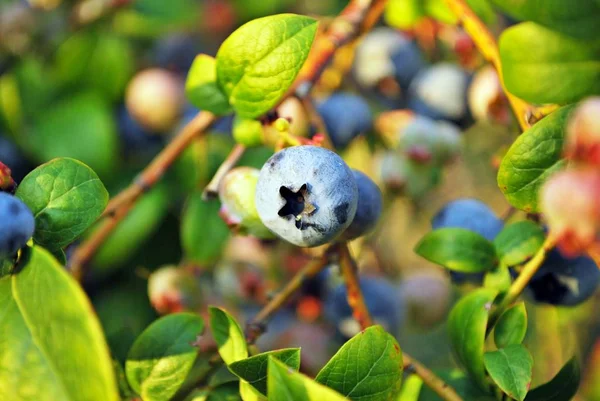 Frische Bio-Blaubeeren am Strauch. Nahaufnahme — Stockfoto