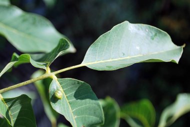 yeşil bitkiler bahçede. yakın çekim.