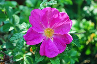 Çiçeklerin soyut arkaplanı. Yakın plan..