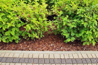  Taze yeşil ot ve su damla güneş ışığı kirişler zemin üzerine sarı kır çiçekleri