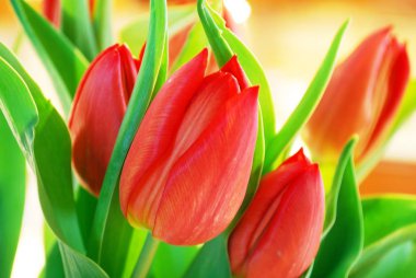 laleler, farklı şekil ve renklerde çiçek açan laleler ile çiçek yatağı