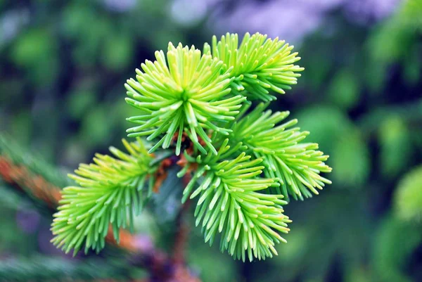 Green plants in the garden. Close up. — Stock Photo, Image