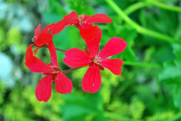 花的背景摘要。四.后续行动. — 图库照片