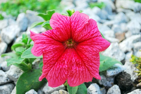 Abstrakter Hintergrund von Blumen. Nahaufnahme. — Stockfoto