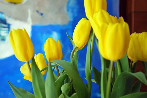 チューリップ、異なる形や色で咲くチューリップと花壇 — ストック写真